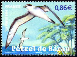 timbre N° 4036, Le pétrel de Barau à La Réunion