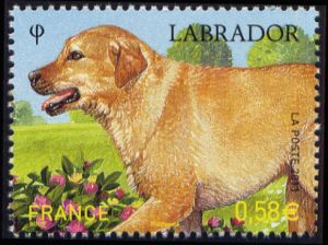 timbre N° 4545, Les chiens - Labrador