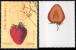 timbre N° 4535 verso, Fraise rubis recto/verso