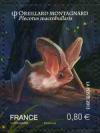  Les chauves-souris 