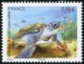  La tortue verte 