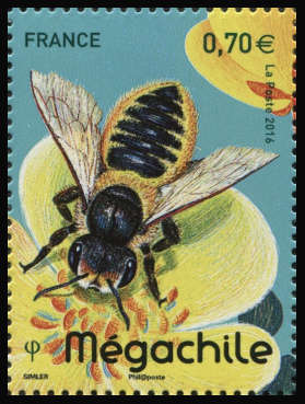 Les abeilles solitaires <br>Mégachile