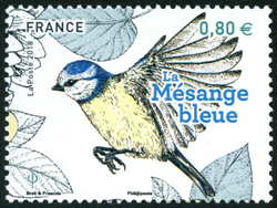  La mésange bleu - Les oiseaux de nos jardins 