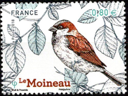  Le Moineau - Les oiseaux de nos jardins 