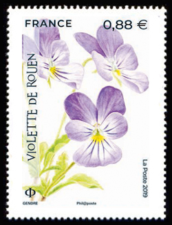  Violette de Rouen - La flore en danger - 