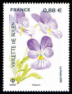  La flore en danger <br>Violette de Rouen