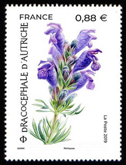  La flore en danger <br>Dracocéphale d’Autriche