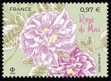  Fleurs de Grasse et de Méditerranée <br>Rose de Mai