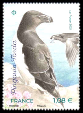  Oiseaux des îles <br>Le pingouin torda