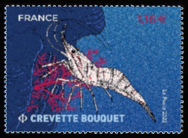  Coquillages et crustacés <br>Crevette bouquet - Tourteau - Coquille Saint-Jacques - Lambi