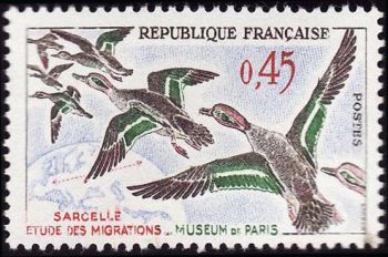  Sarcelle <br>Etude des migrations - Museum de Paris