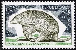  Tatou géant de Guyane 