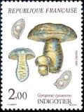  Champignons - Indigotier (Gyroporus cyanescens) 