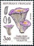  Champignons - Chanterelle violette (Gomphus clavatus) 