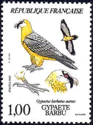  Gypaète barbu (Gypaetus barbatus aureus) 