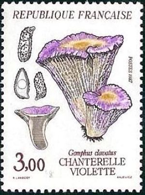 Champignons