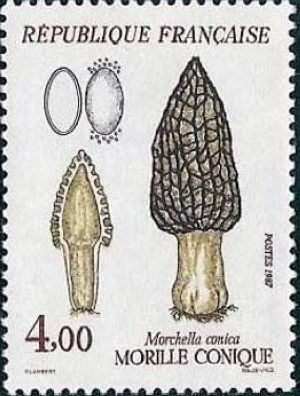  Champignons - Morille conique (Morchella conica) 
