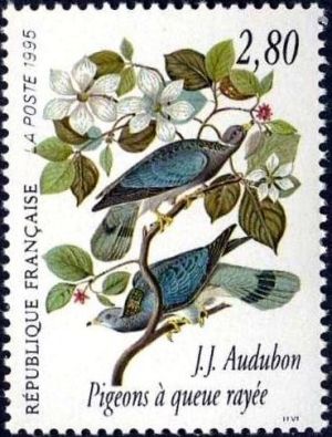  Les oiseaux de John J. Audubon - Pigeons à queue rayée 