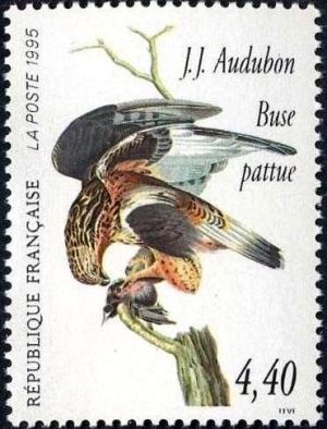  Les oiseaux de John J. Audubon - Buse pattue 