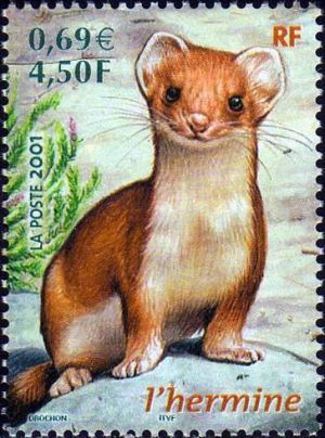 timbre N° 3384, Faune de France, L´Hermine - Mustela erminea