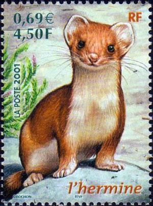  Faune de France, L'Hermine - Mustela erminea 