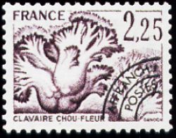  Champignons préoblitéré <br>Clavaire chou fleur