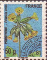  Fleur <br>Primevère