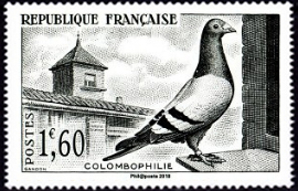  Colombophilie 