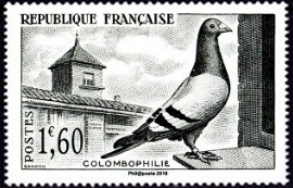 Colombophilie