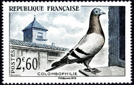 Colombophilie 