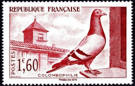 Colombophilie