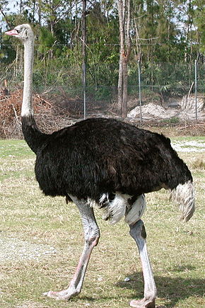 Œuf d'autruche d'Afrique