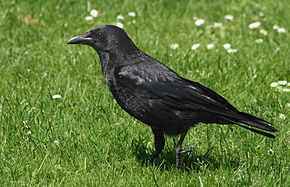Œuf de corneille noire