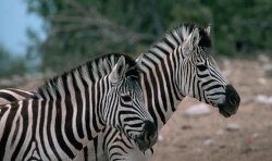 Photos en gros plan de plumes, de pelages ou d’écailles d’animaux